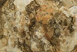 Polished Petrified Wood (Araucaria) Round - Madagascar #376823-1